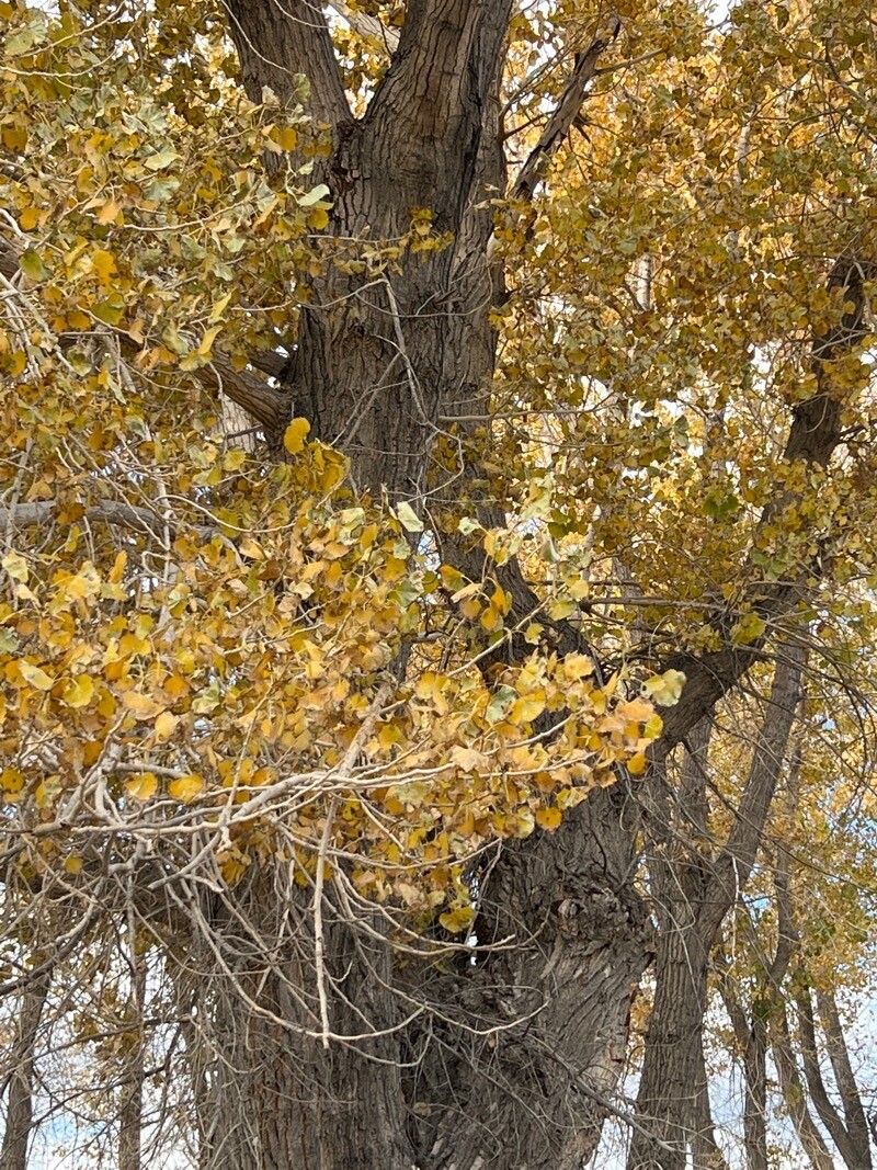 Populus fremontii — flood tolerant houseplant