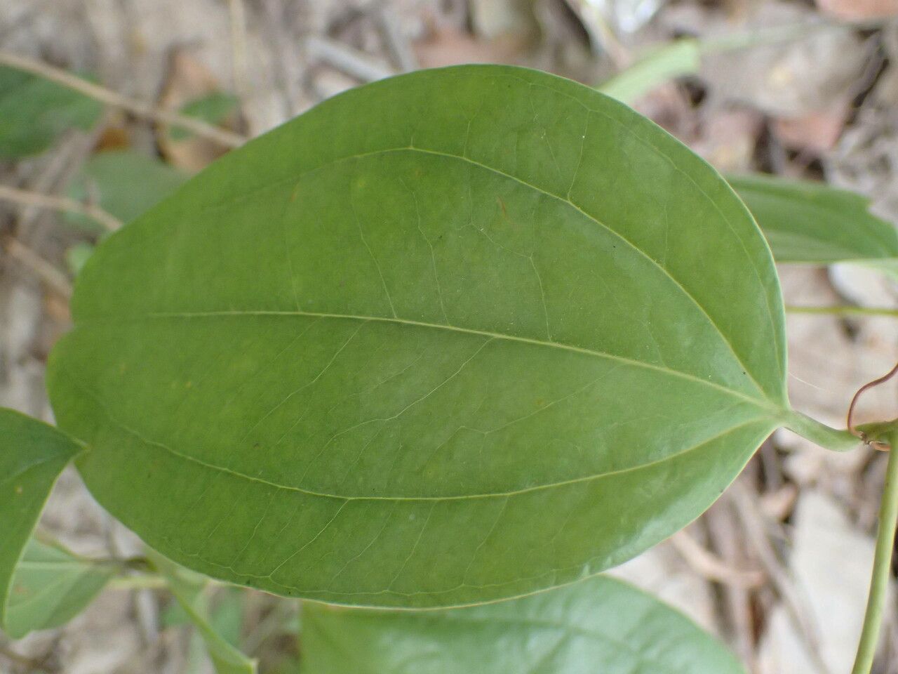 Smilax anceps