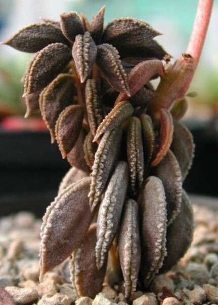 Peperomia wolfgang-krahnii — search result for 'Peperomia'