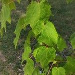 Acer spicatum