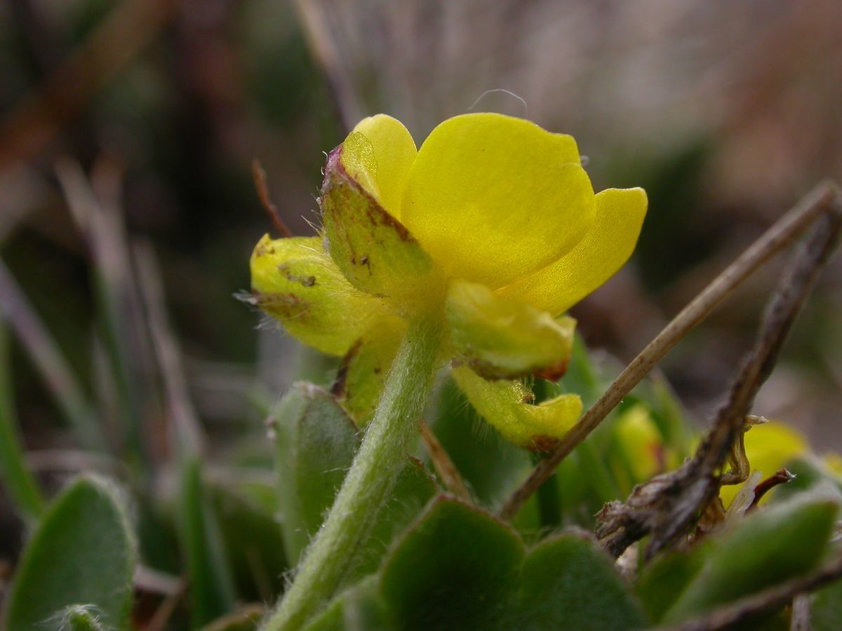 Ranunculus pulchellus flower