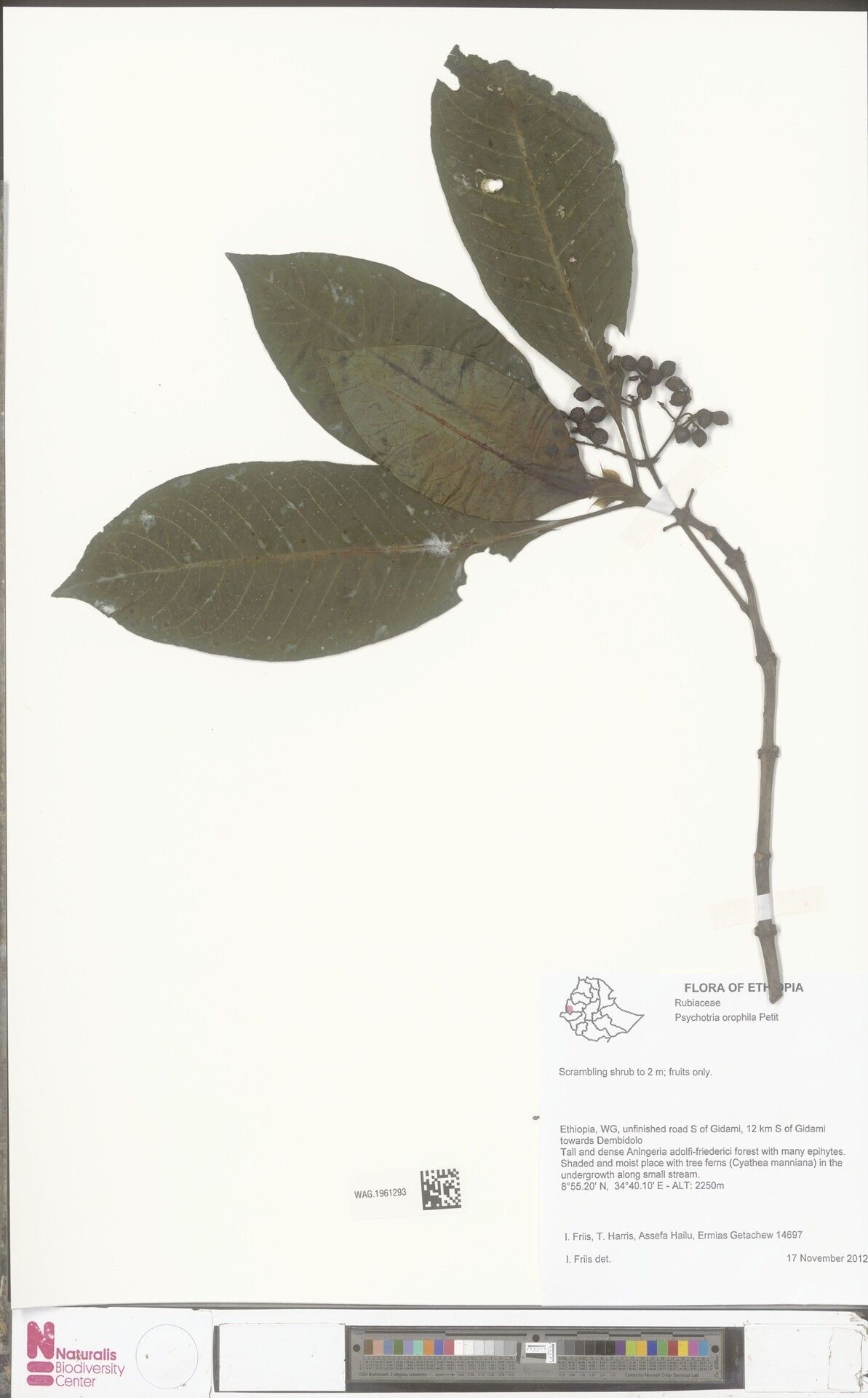 Psychotria orophila — houseplant care guide