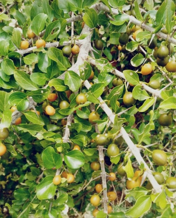 Canthium coromandelicum fruit