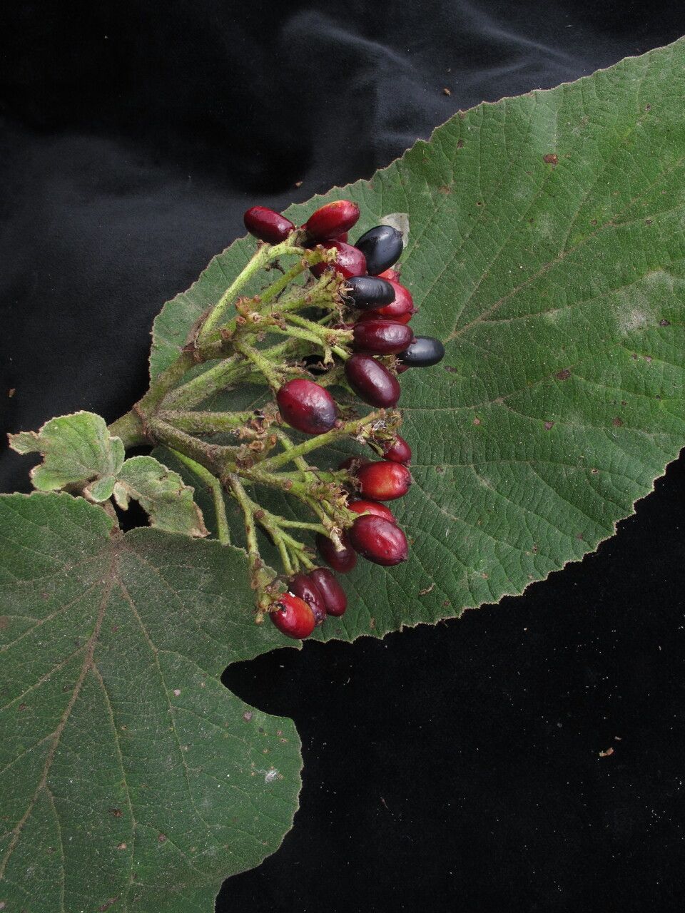 Viburnum cotinifolium habit
