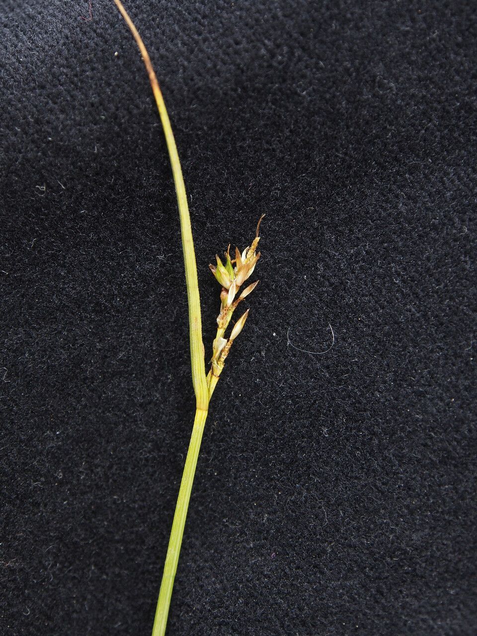 Carex nubigena — houseplant care guide