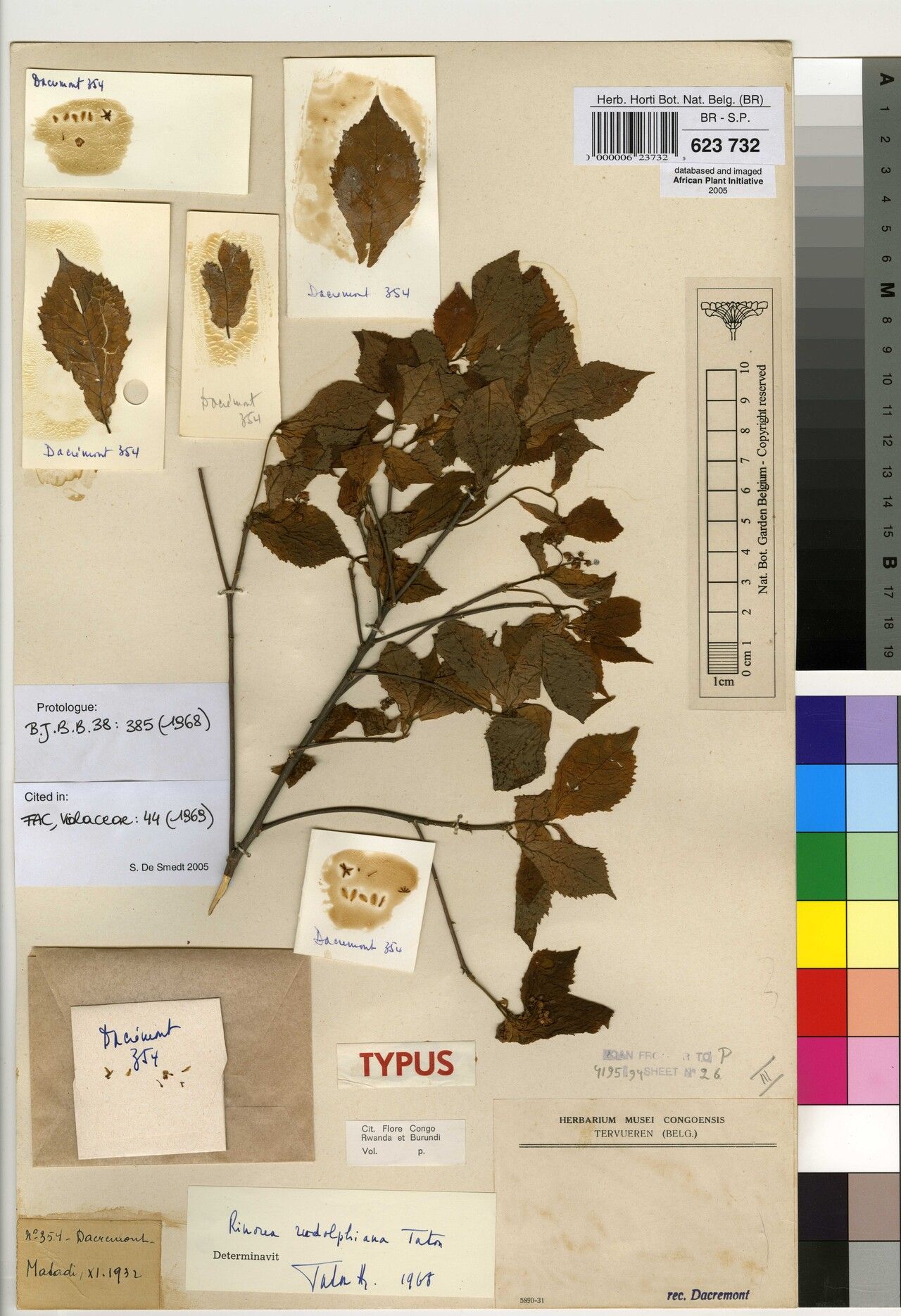 Rinorea rudolphiana — houseplant care guide