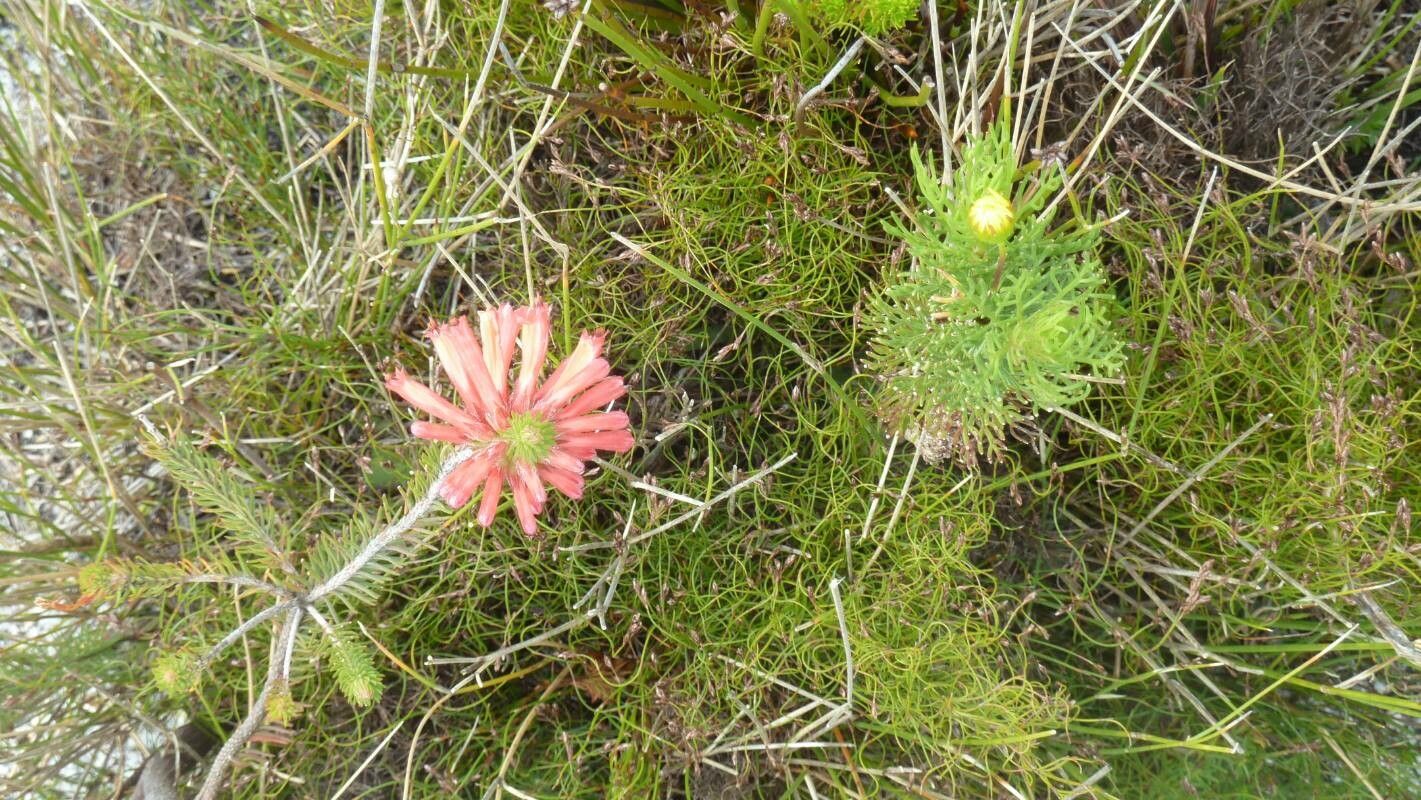 Erica vestita — search result for 'Erica'