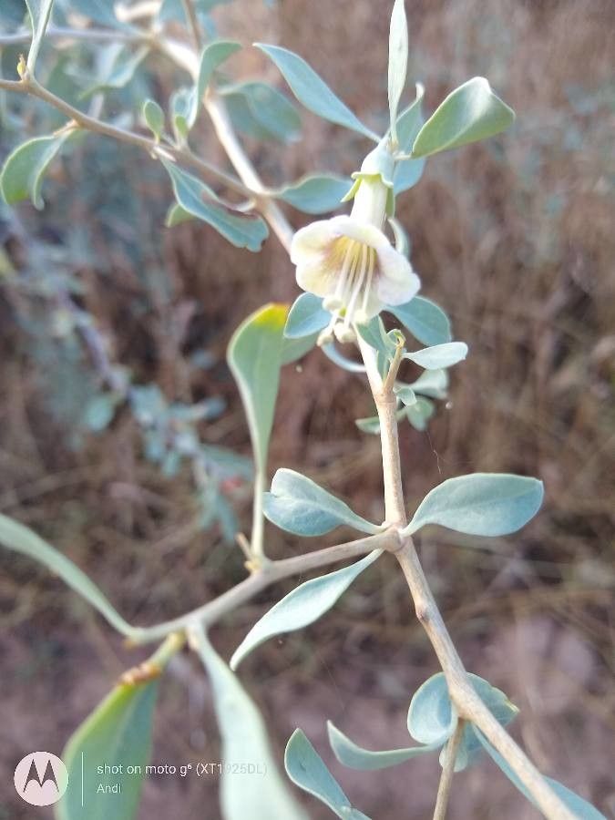 Lycium pallidum leaf