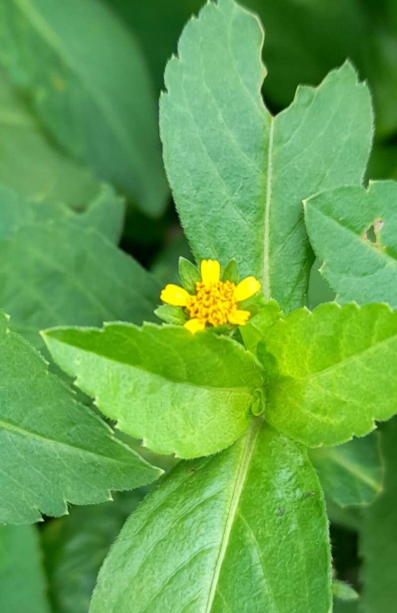 Heterosperma ovatifolium flower