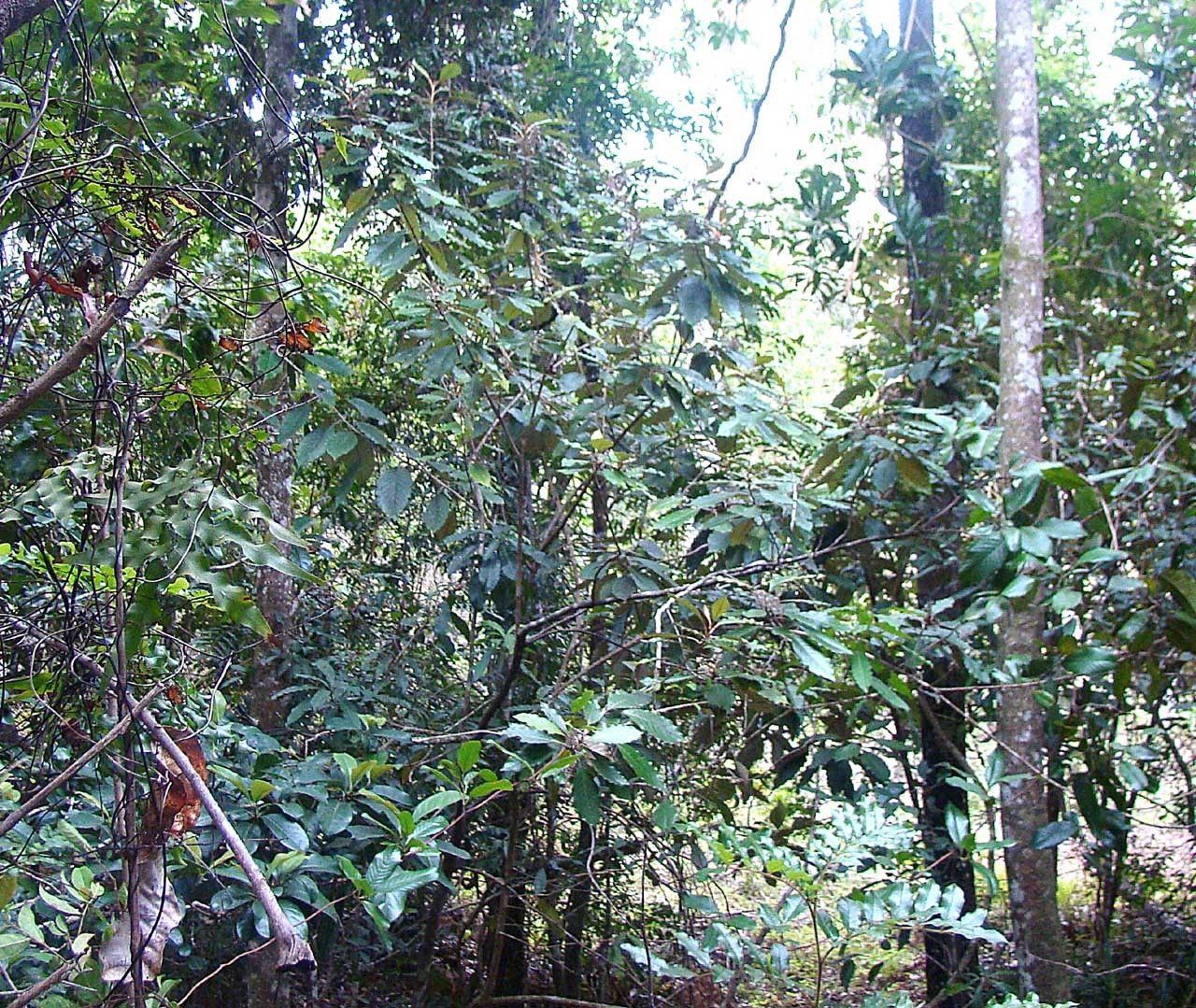 Argophyllum laxum habit