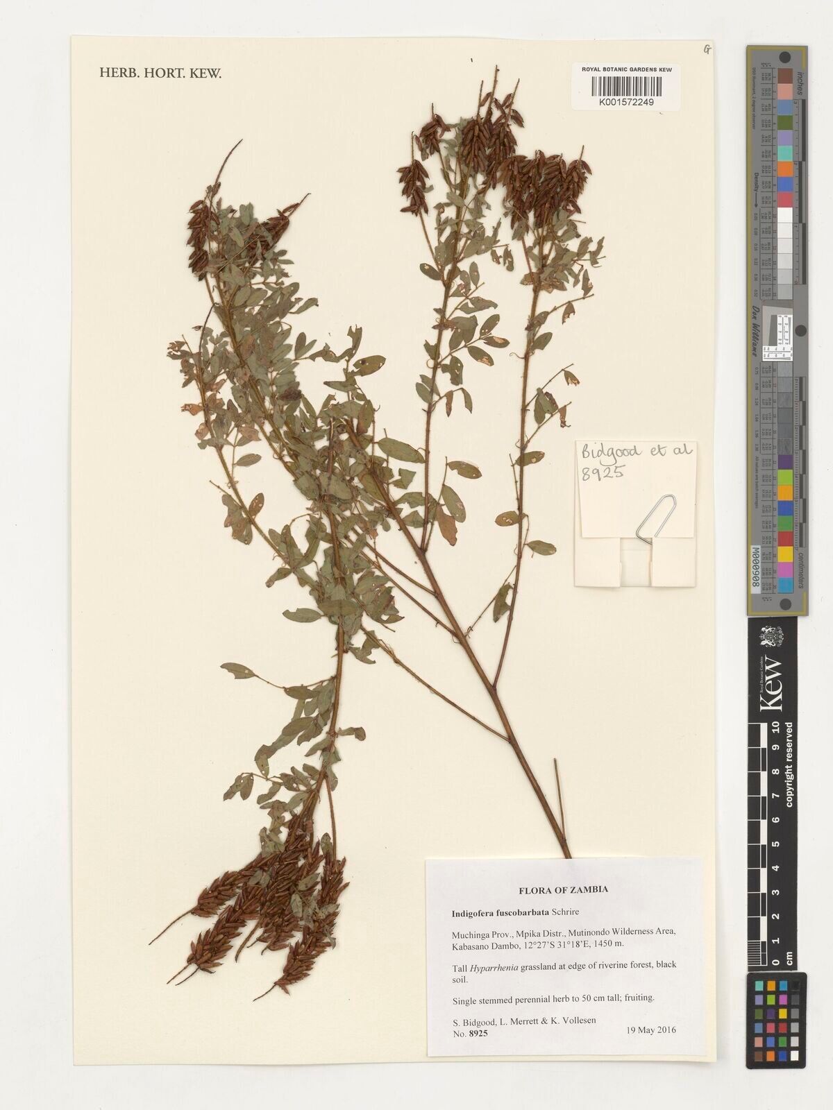 Indigofera fuscobarbata — search result for 'Indigofera'