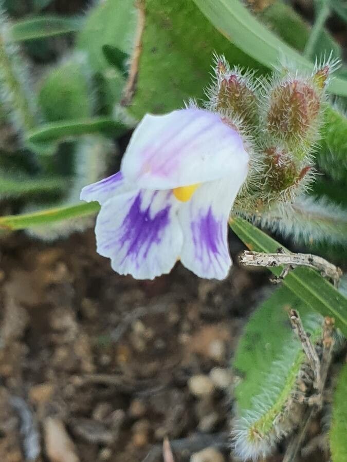 Craterostigma hirsutum flower