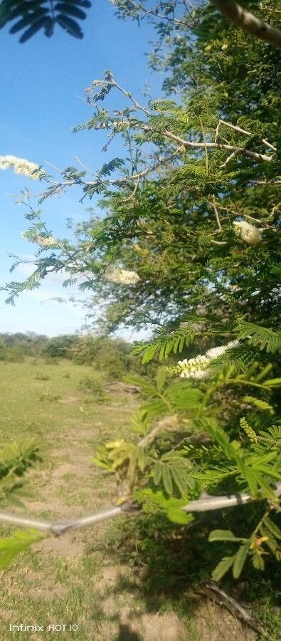 Acacia ataxacantha leaf