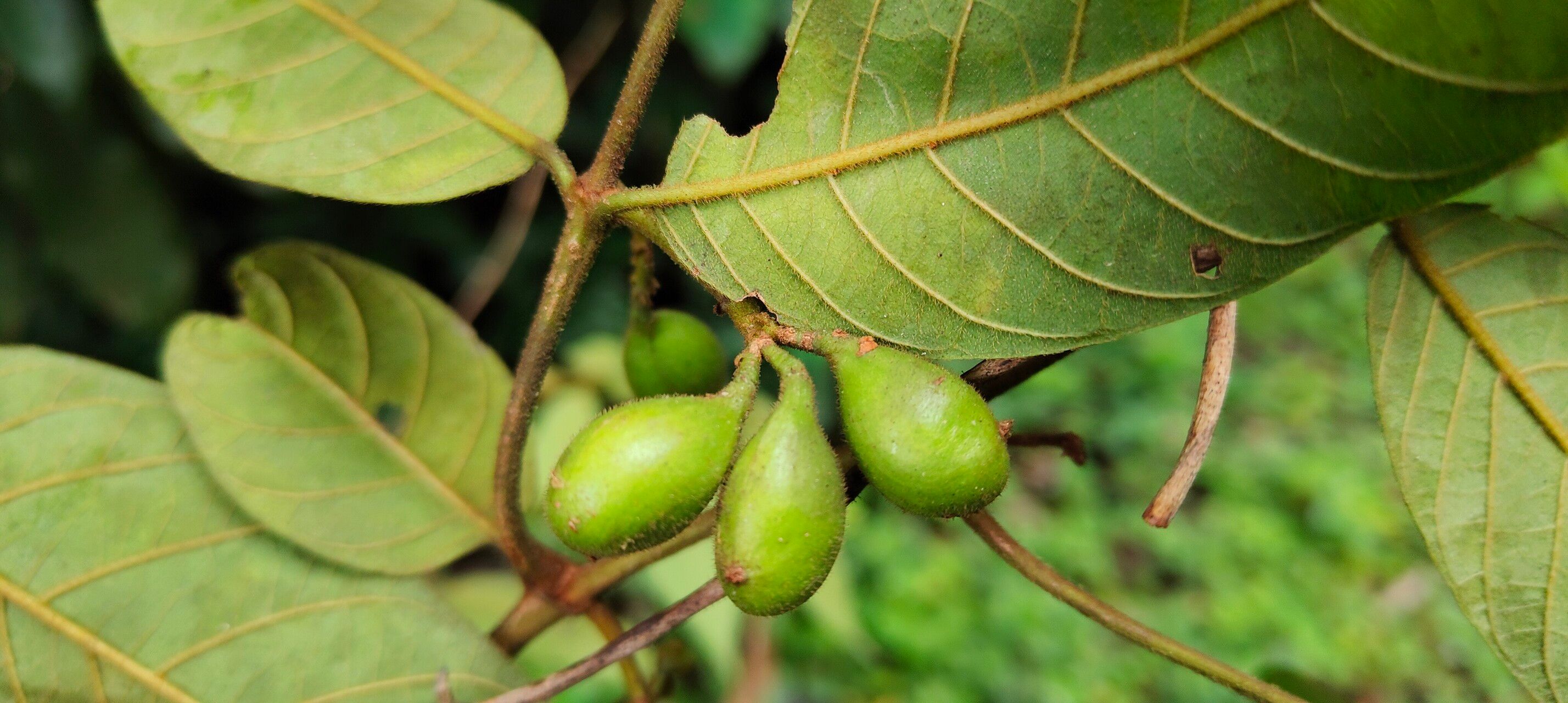 Keetia acuminata fruit