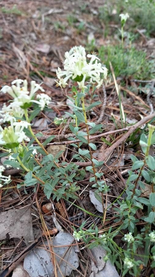 Pimelea humilis flower