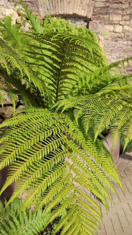 Balantium antarcticum — search result for 'Georgia'