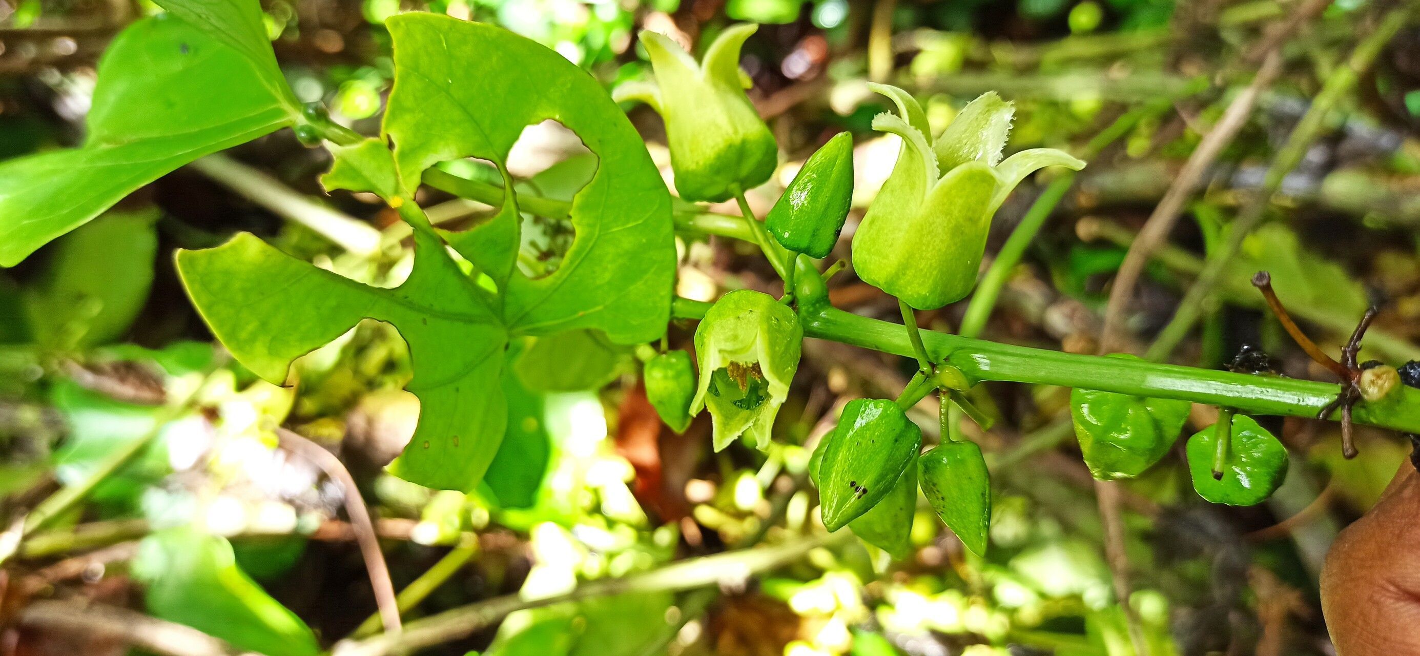 Adenia digitata flower