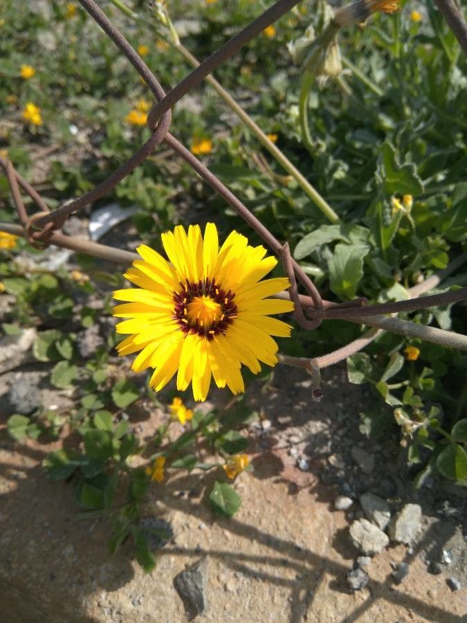 Reichardia tingitana flower