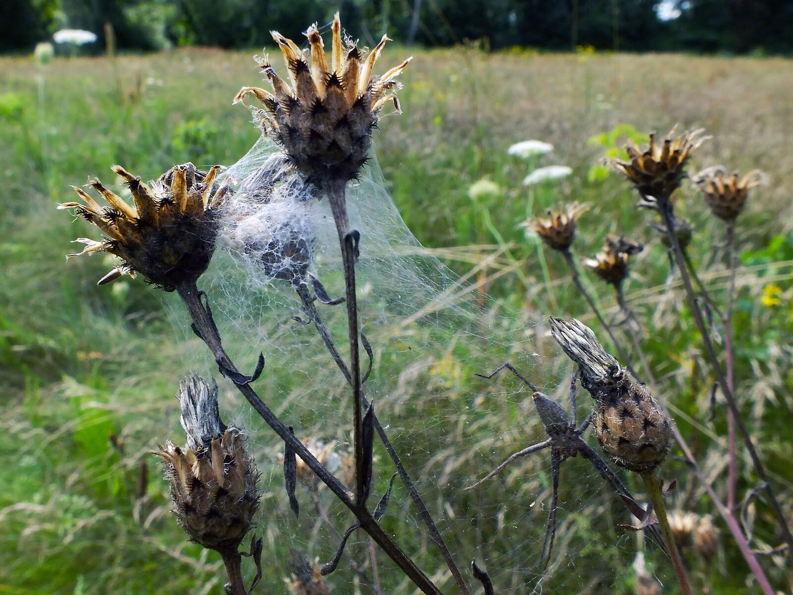 Centaurea orientalis fruit