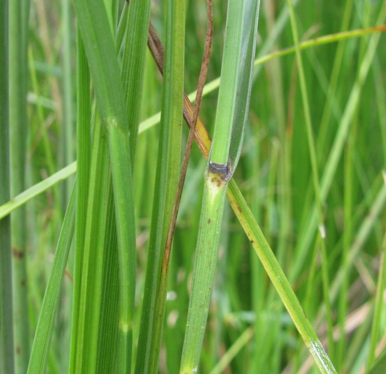 Fuirena coerulescens bark