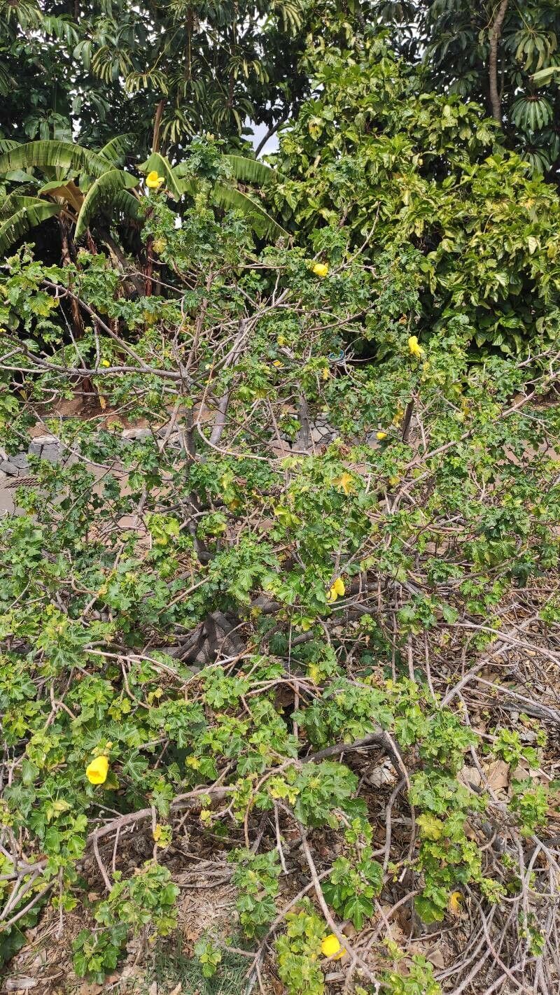 Hibiscus brackenridgei habit