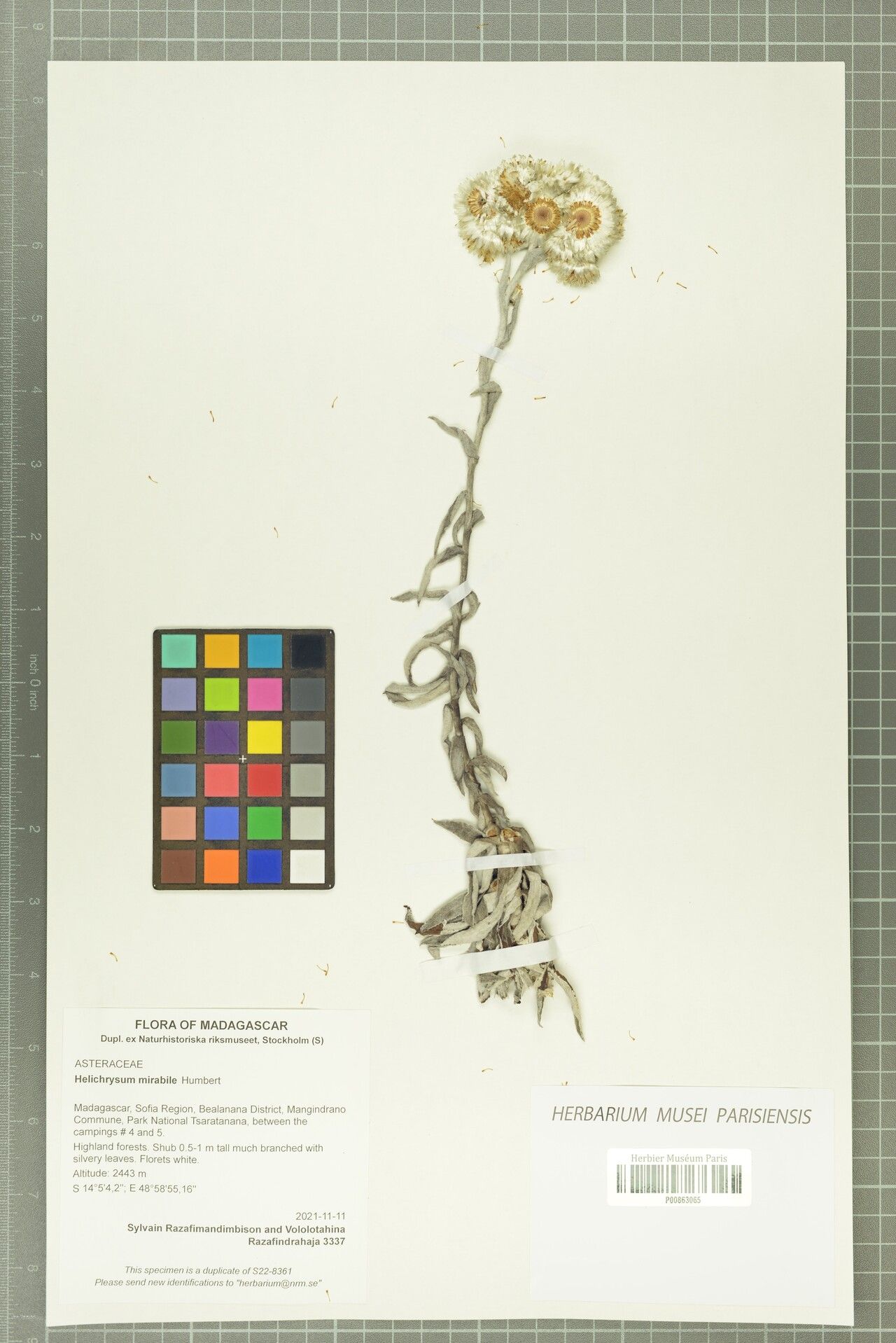 Helichrysum mirabile — houseplant care guide