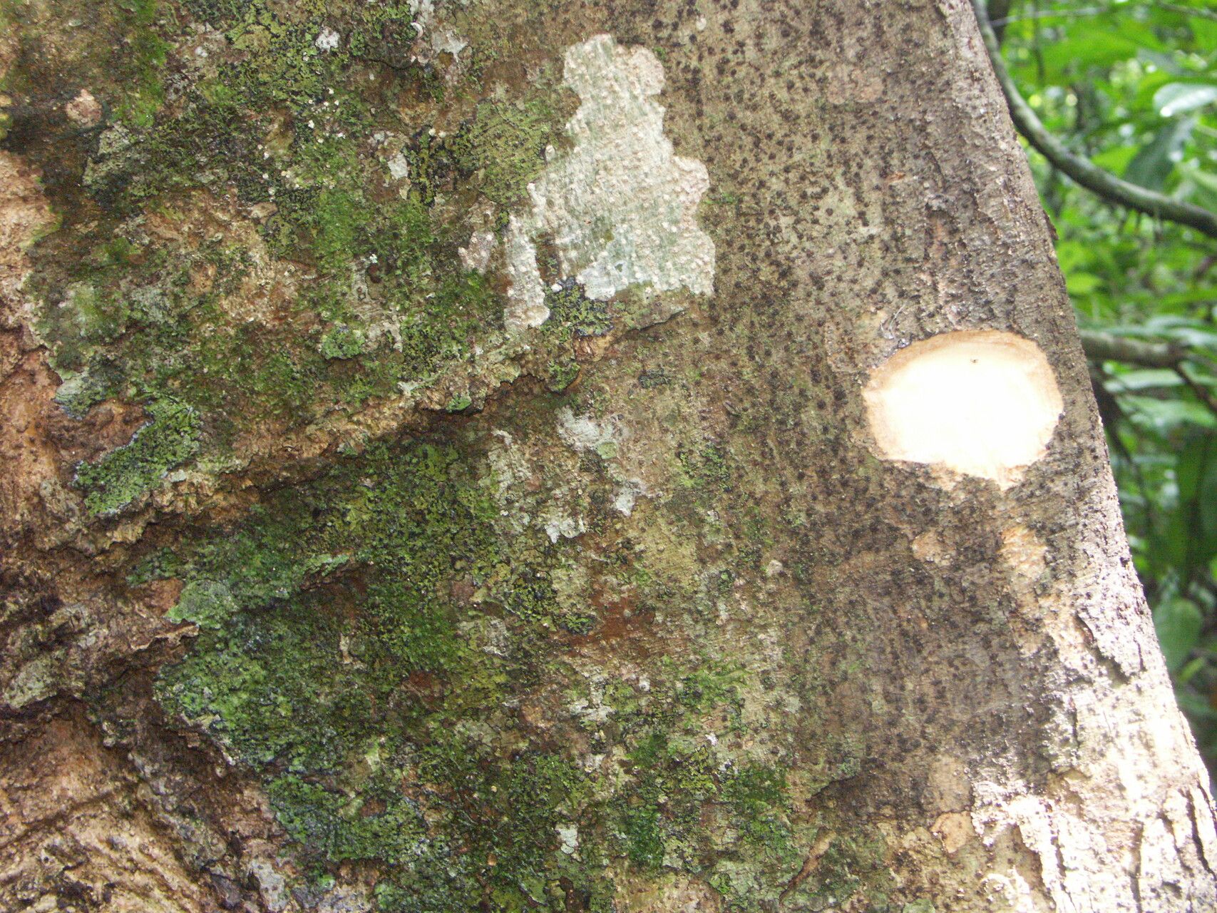 Canarium vulgare bark