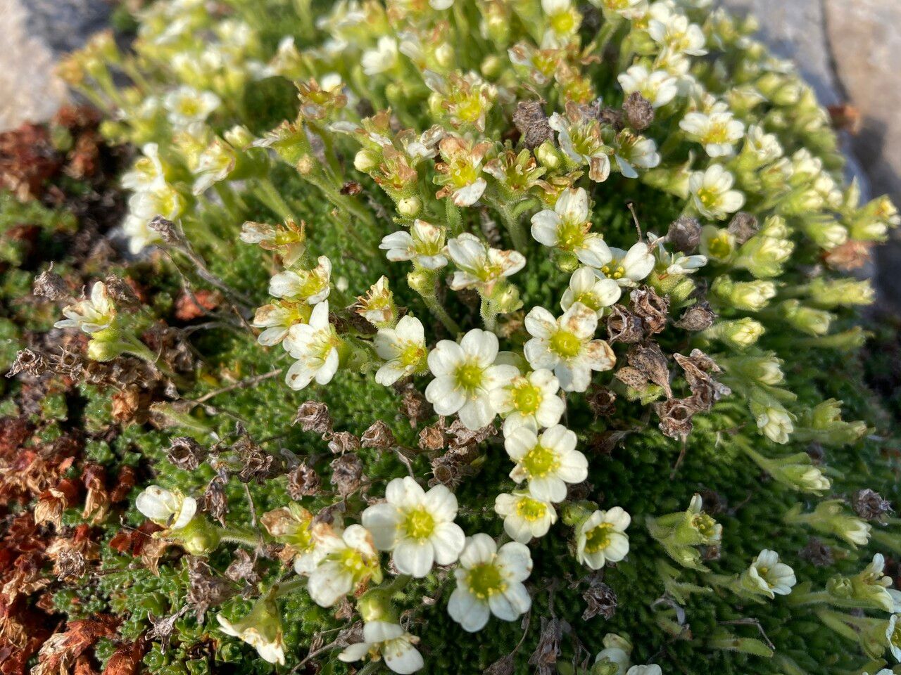 Saxifraga muscoides habit