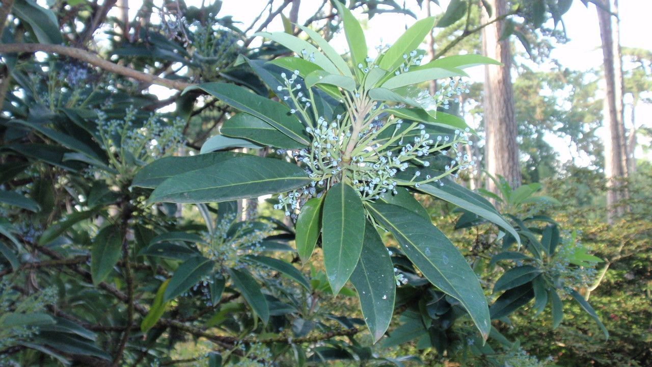 Daphniphyllum macropodum flower