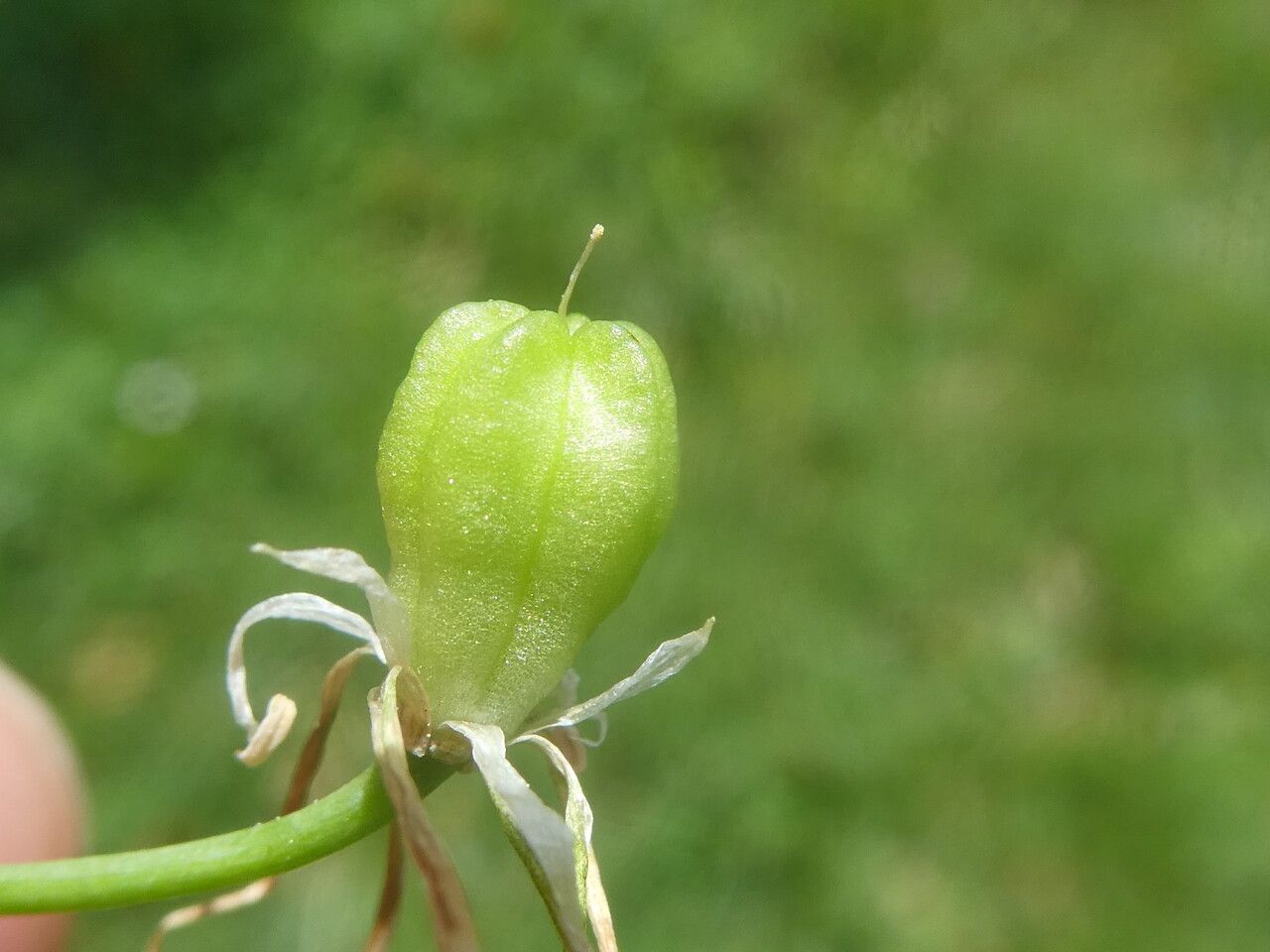 Ornithogalum orthophyllum fruit