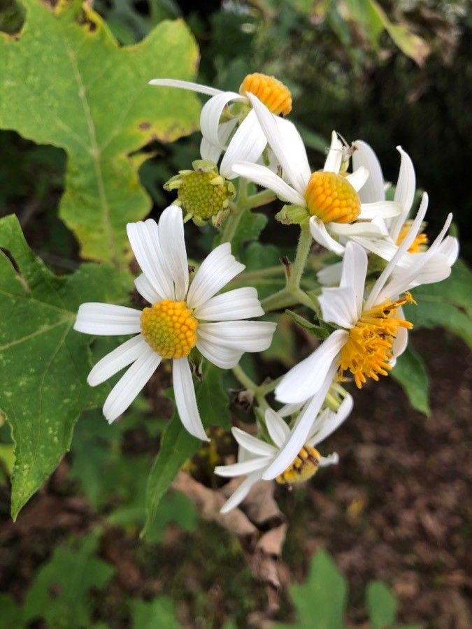 Montanoa hibiscifolia flower