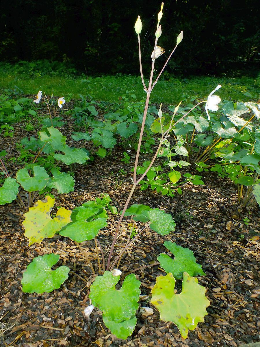 Eomecon chionantha habit