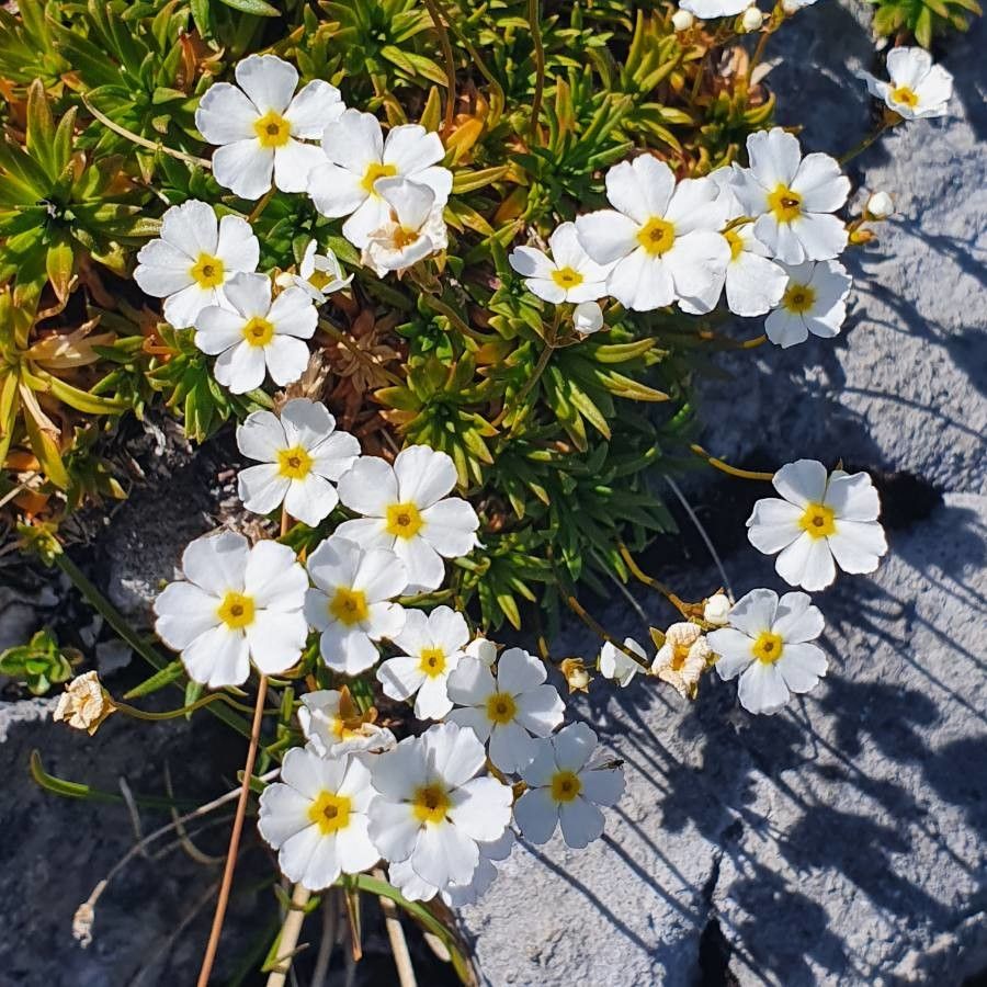 Androsace lactea flower