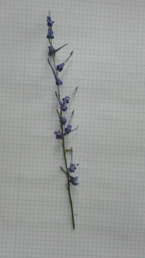 Delphinium peregrinum — search result for 'Delphinium'