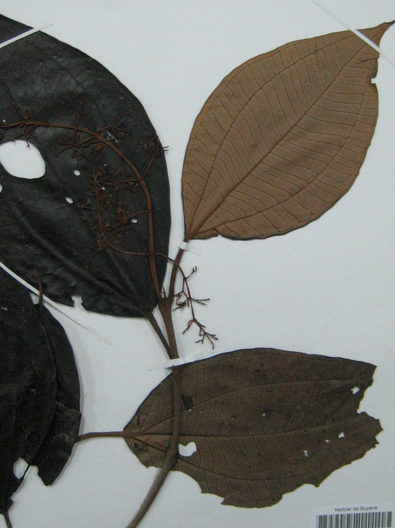 Miconia lepidota other