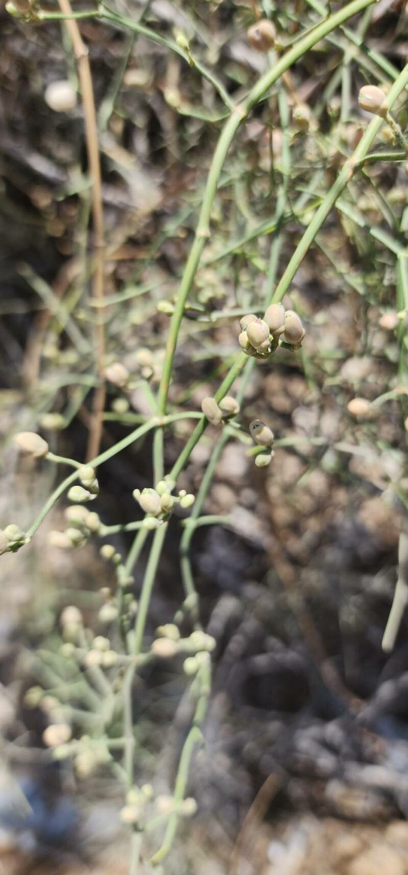 Ephedra ciliata flower