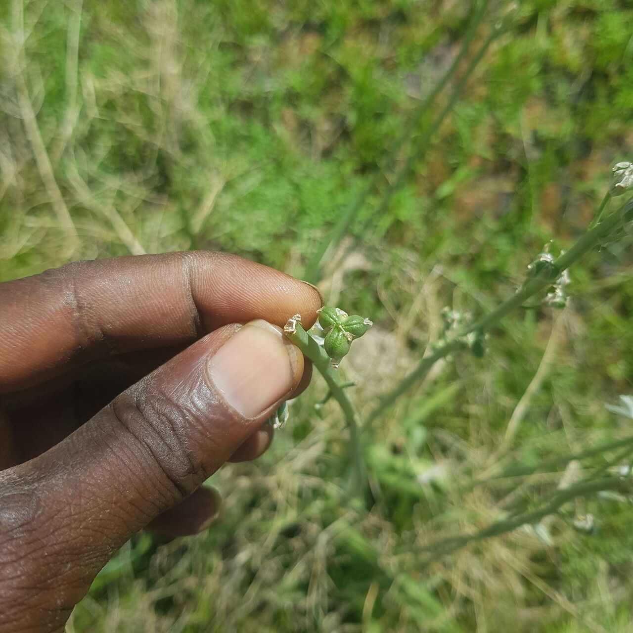 Albuca nigritana fruit
