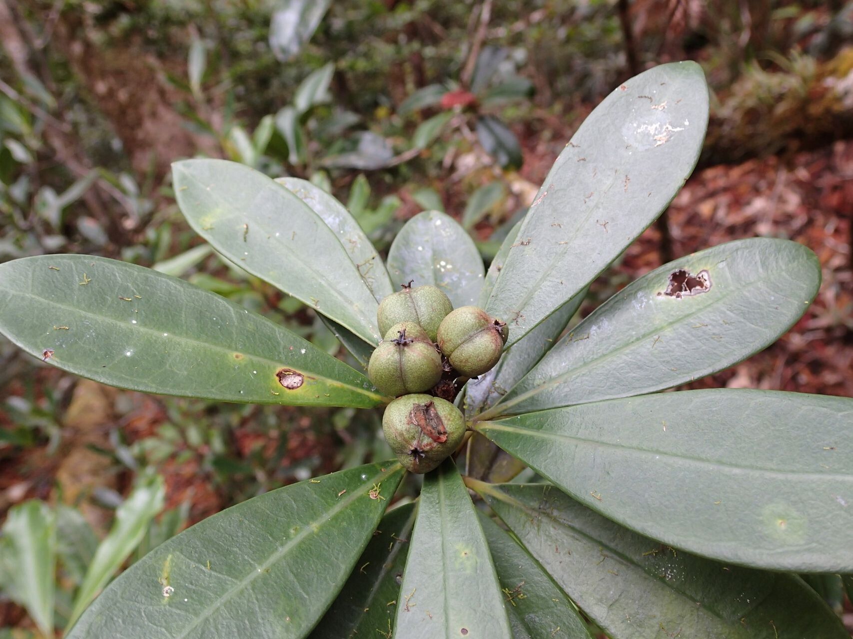 Baloghia alternifolia fruit