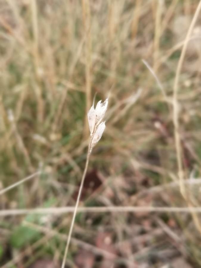 Danthonia decumbens fruit
