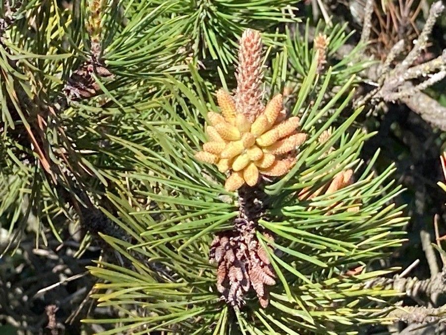Pinus contorta flower