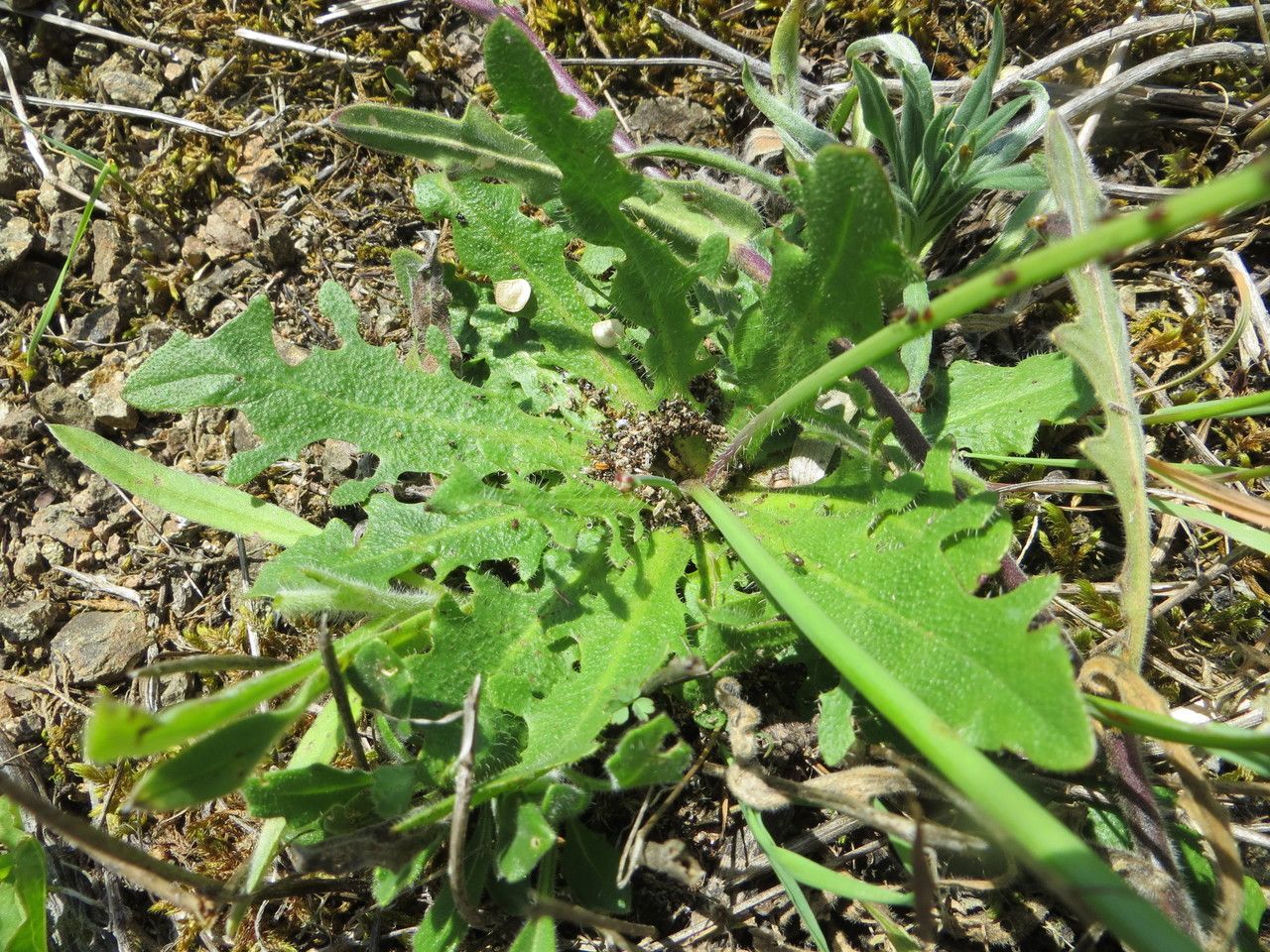 Biscutella granitica — houseplant care guide