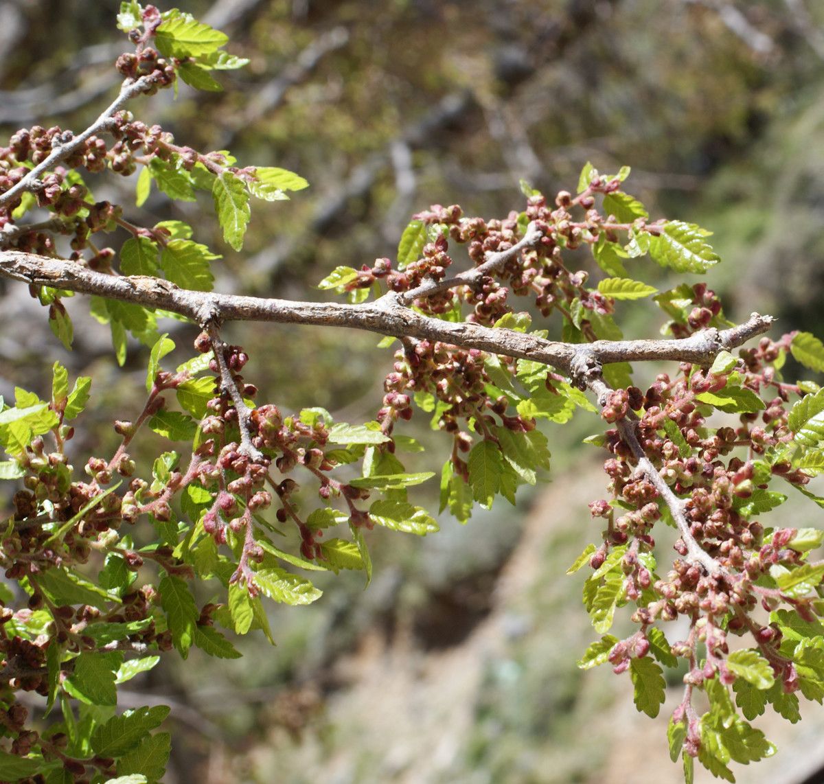 Zelkova abelicea habit