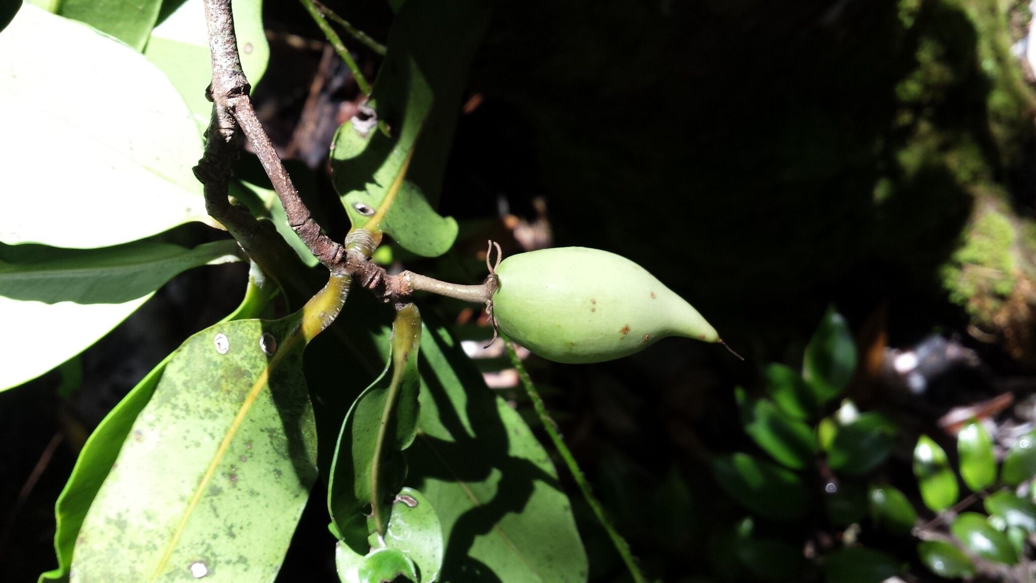 Mimusops lohindri — houseplant care guide