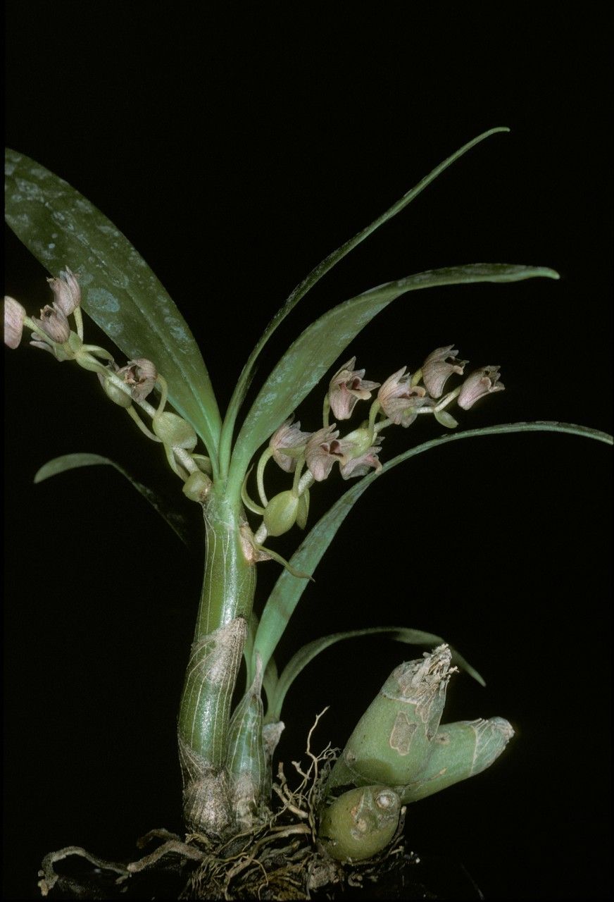 Pinalia clavata habit
