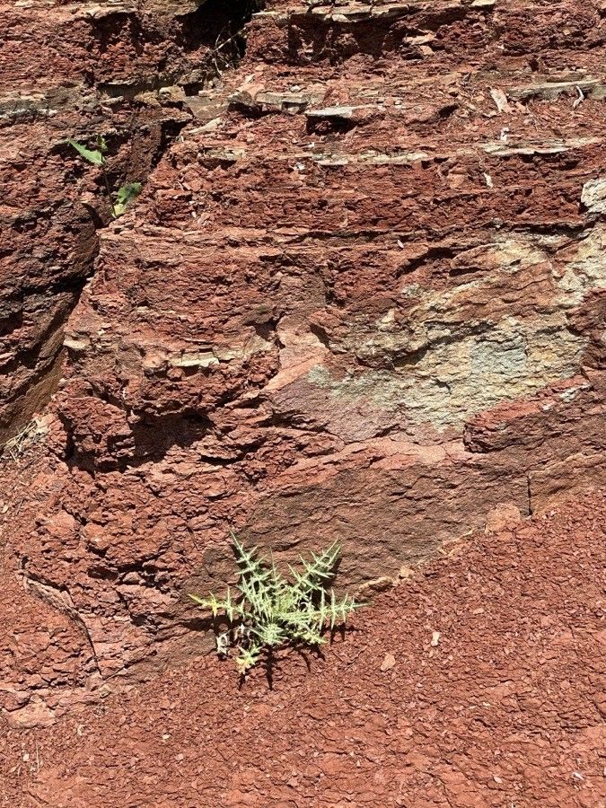 Carthamus pinnatus habit