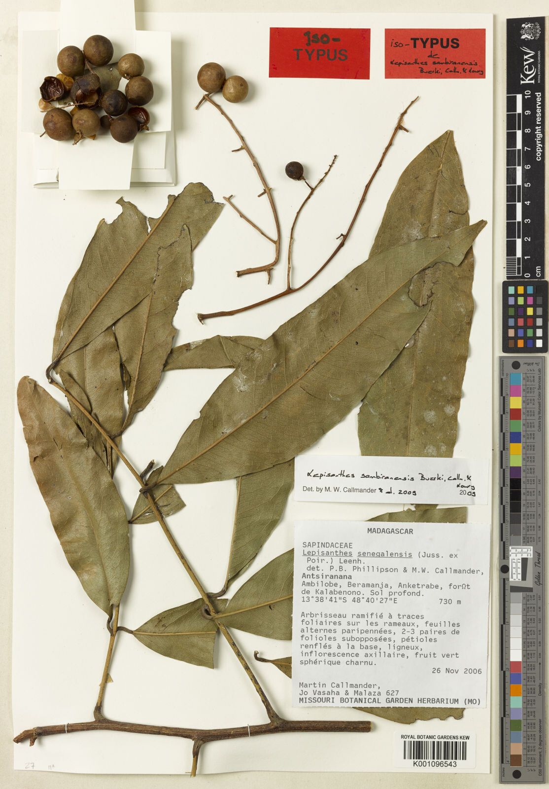 Lepisanthes sambiranensis — houseplant care guide