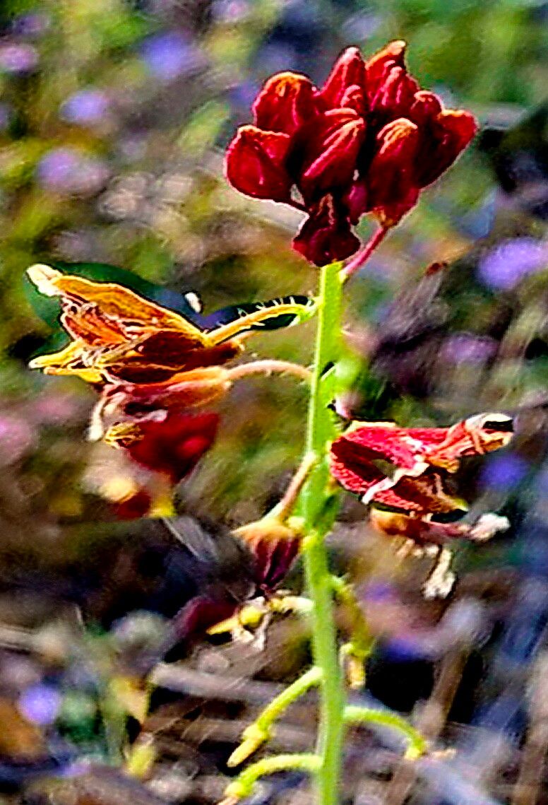 Streptanthus coulteri — houseplant care guide