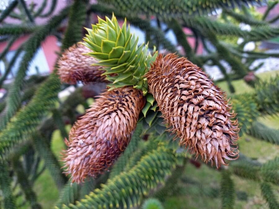 Araucaria araucana fruit