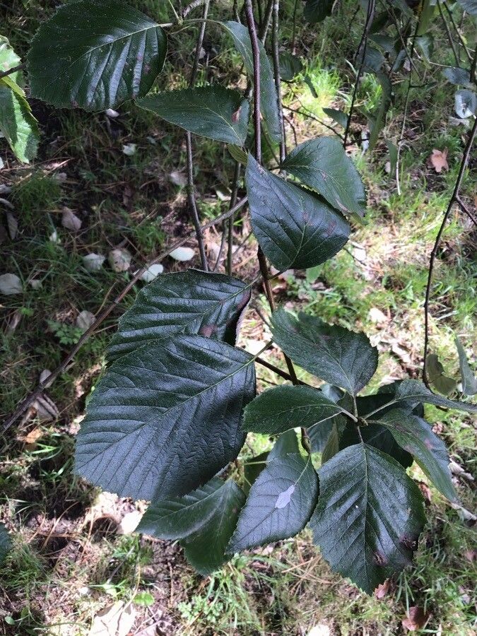 Sorbus croceocarpa leaf