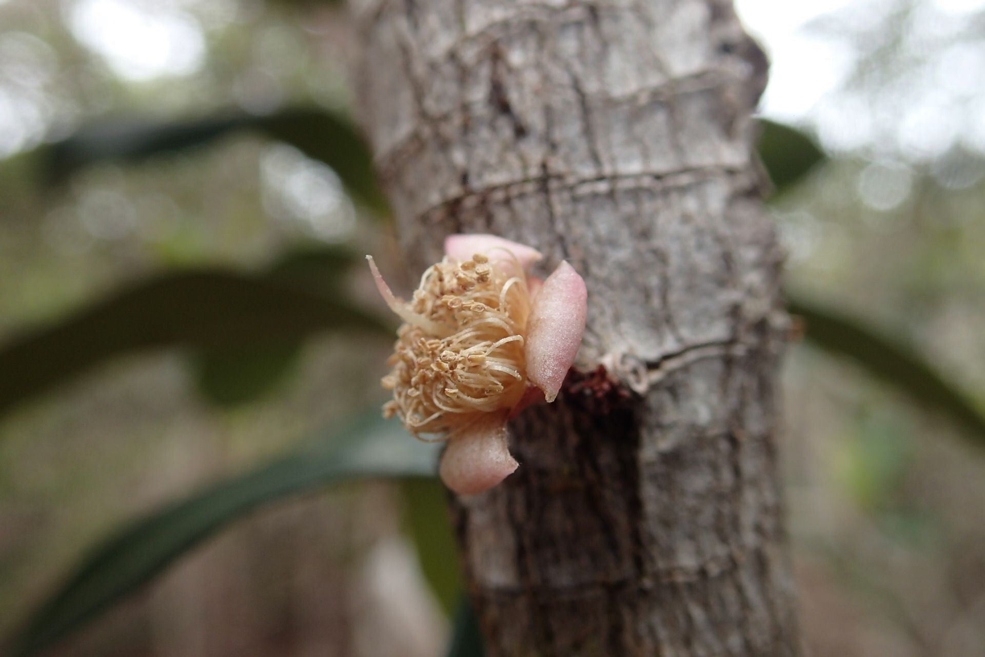 Eugenia hurlimannii flower